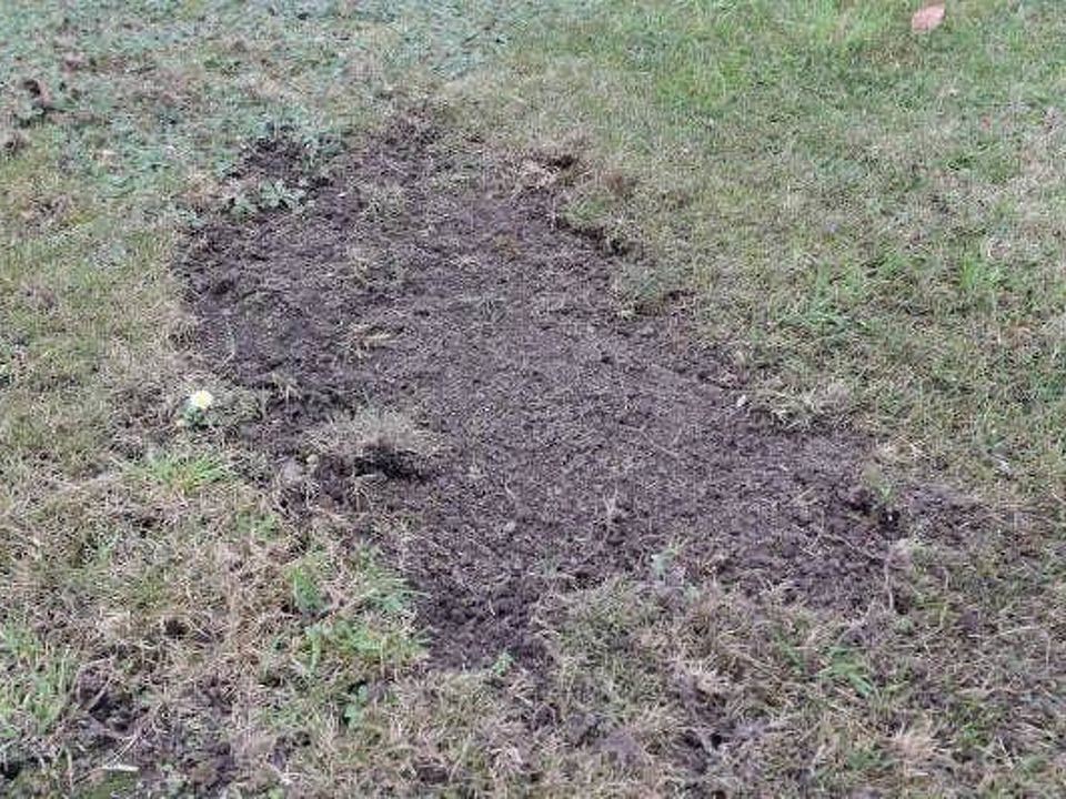 Unveiling Nelson's Grass Weeds: Identifying, Controlling, and Managing Insect Infestations