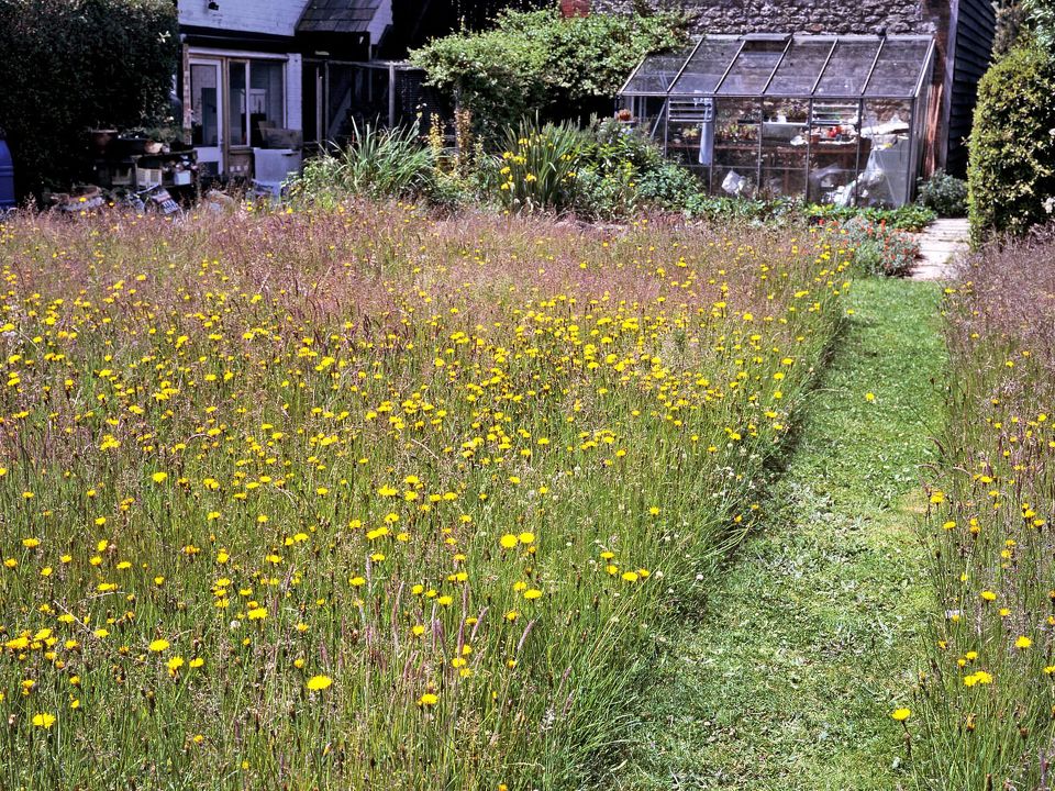 How To Mow An Overgrown Lawn??