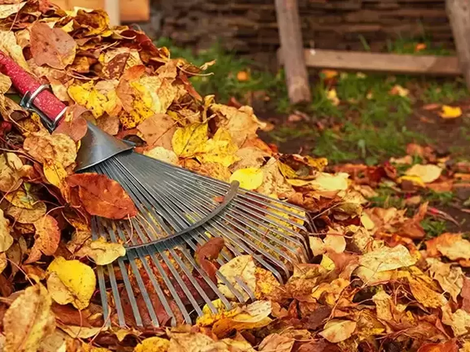10 TASKS TO DO AROUND THE GARDEN DURING AUTUMN