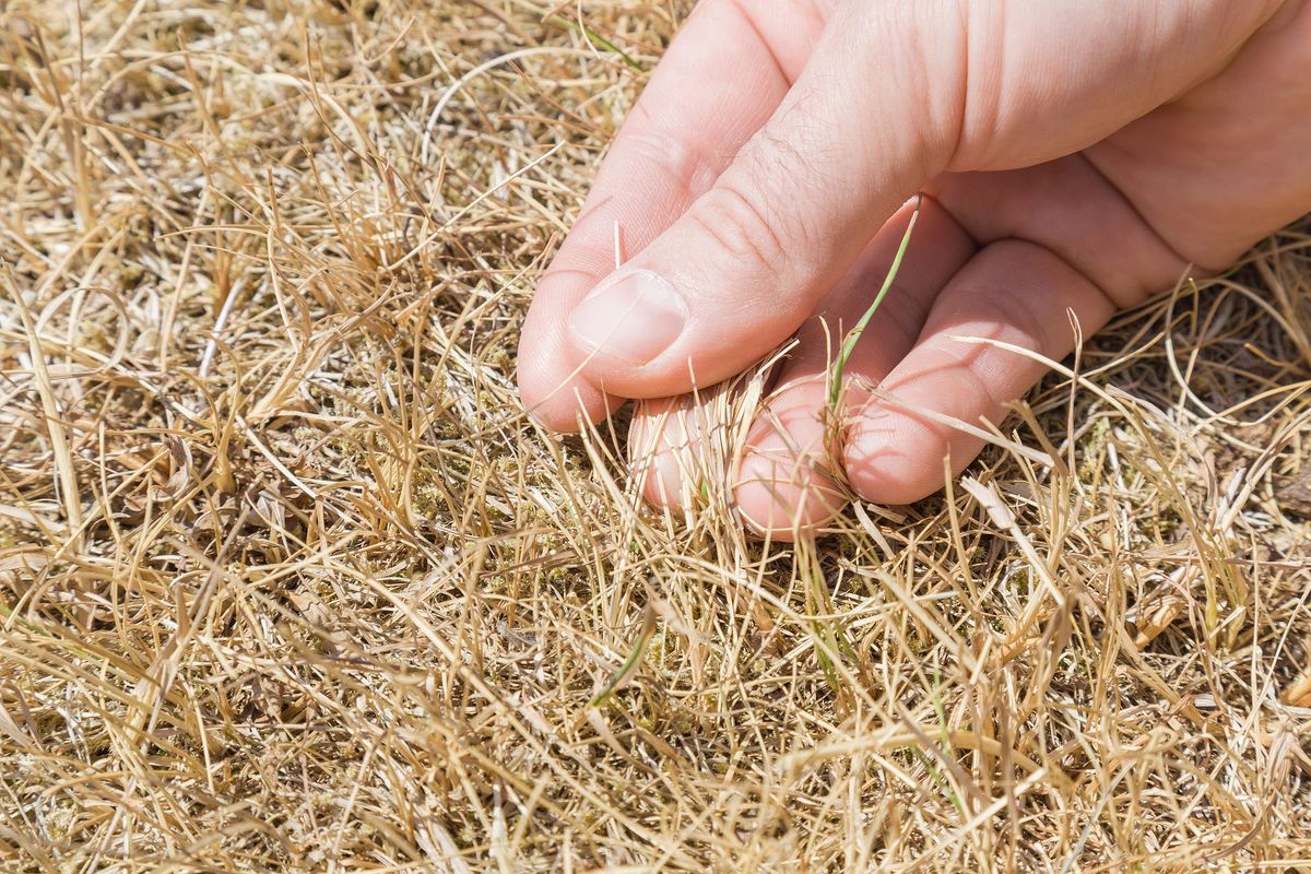 Preparing Your Lawn for an El Niño Summer: Essential Care Steps for 2023 in New Zealand