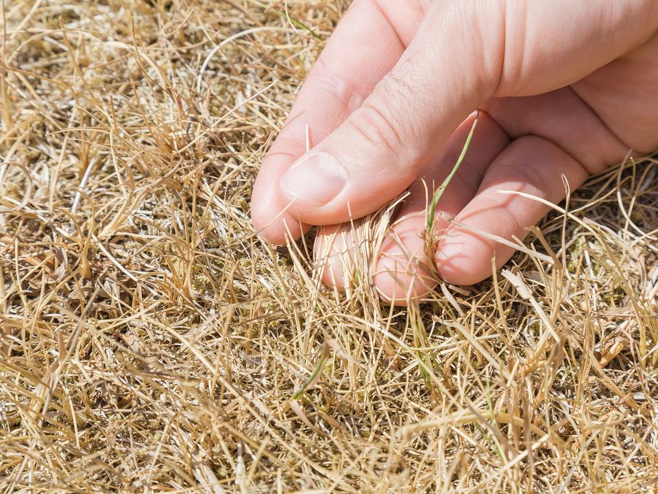 Preparing Your Lawn for an El Niño Summer: Essential Care Steps for 2023 in New Zealand
