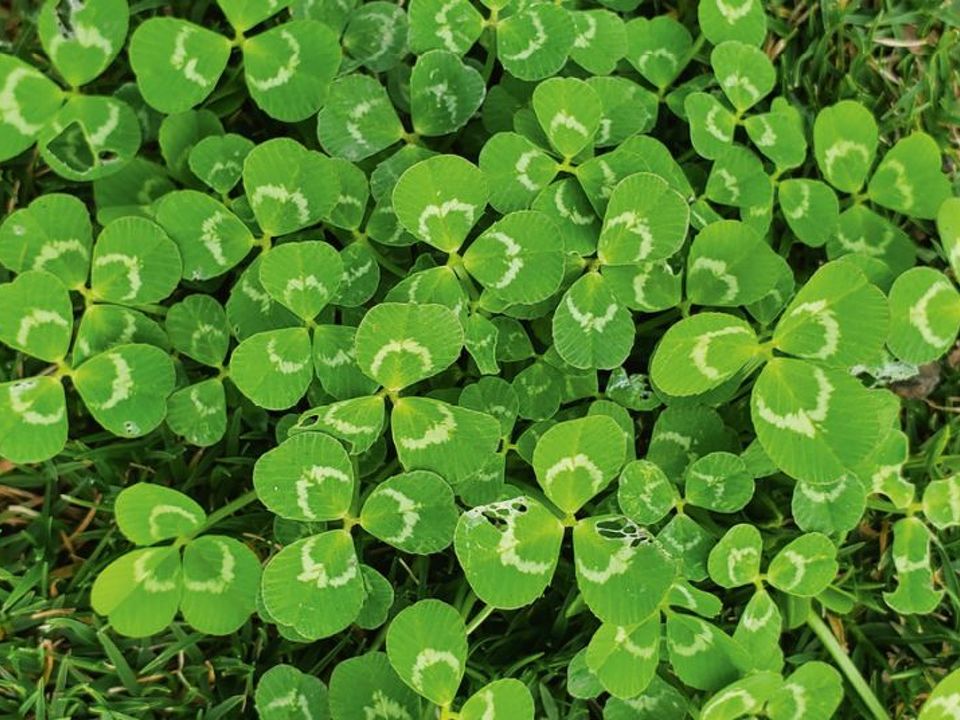 How To Get Rid Of Clover In Your Lawn