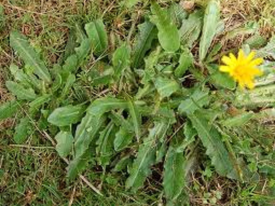 Common Lawn Weeds
