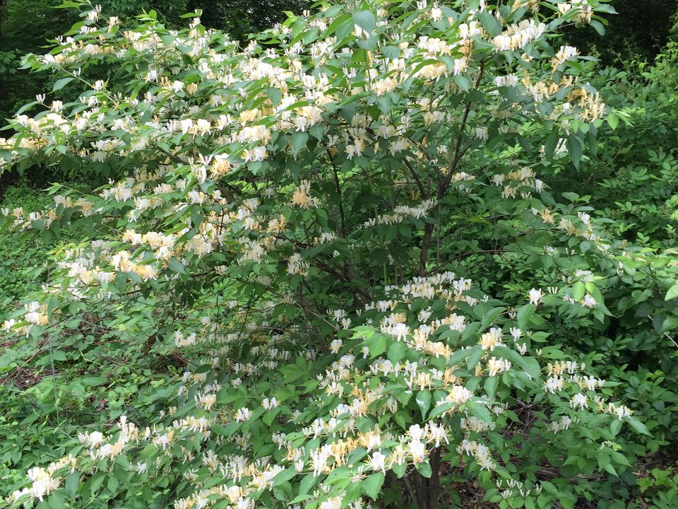 7 Shrubs You Will Regret Planting in New Zealand