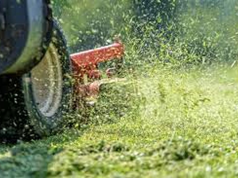 Mowing the Lawn: Catch or Mulch?