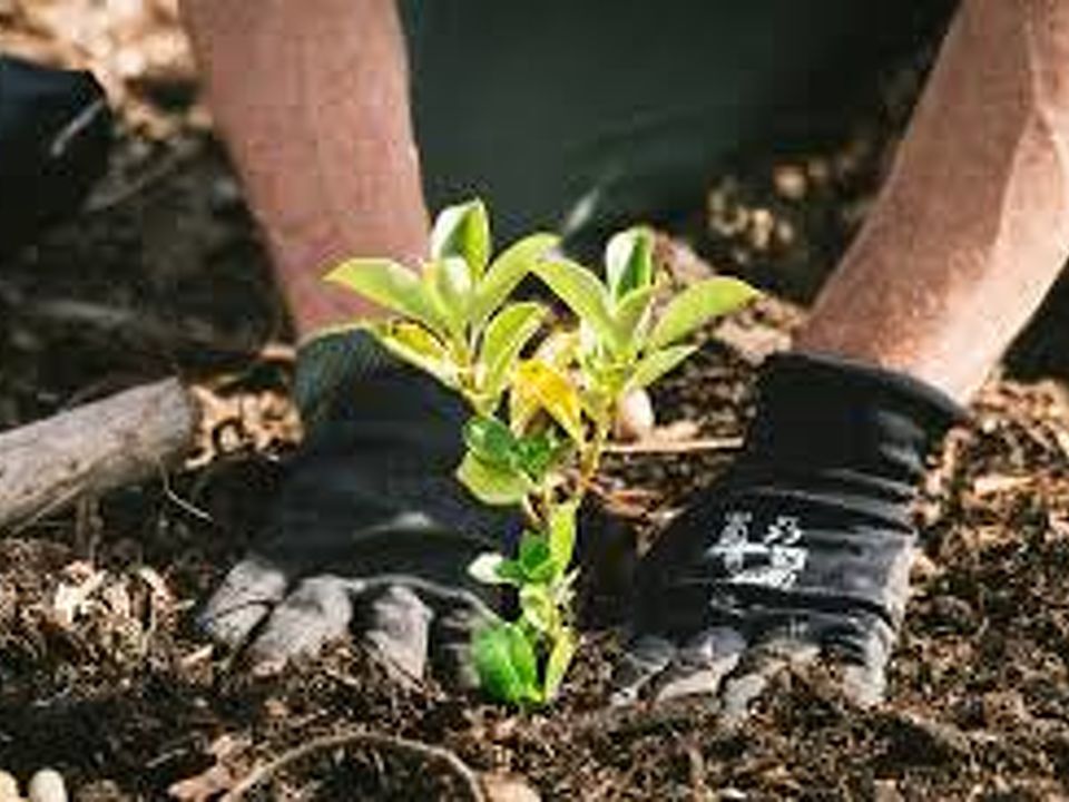 10 Common Mistakes kiwi's Make When Planting Trees: