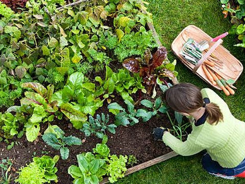 Create your own Veg Patch and Money