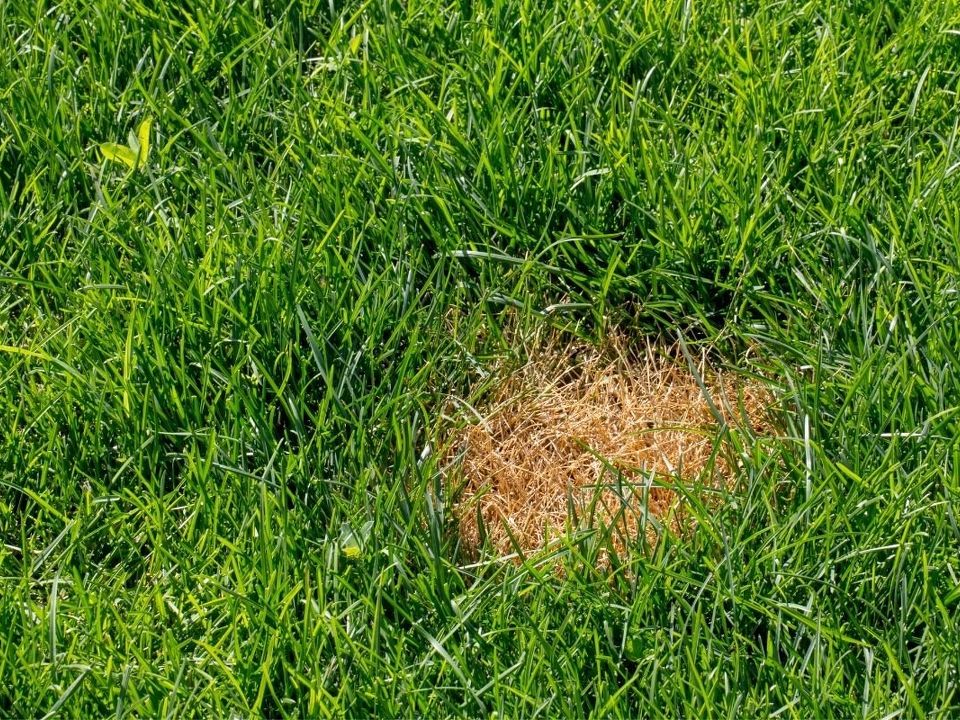 Auckland's Lawn Woes: Battling Insects and Weeds in Central Suburbs