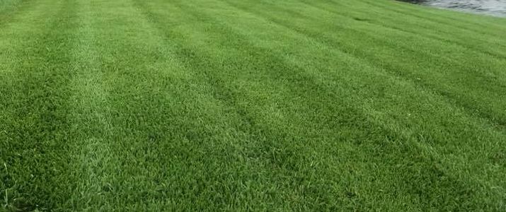 Lush, well maintained lawn.