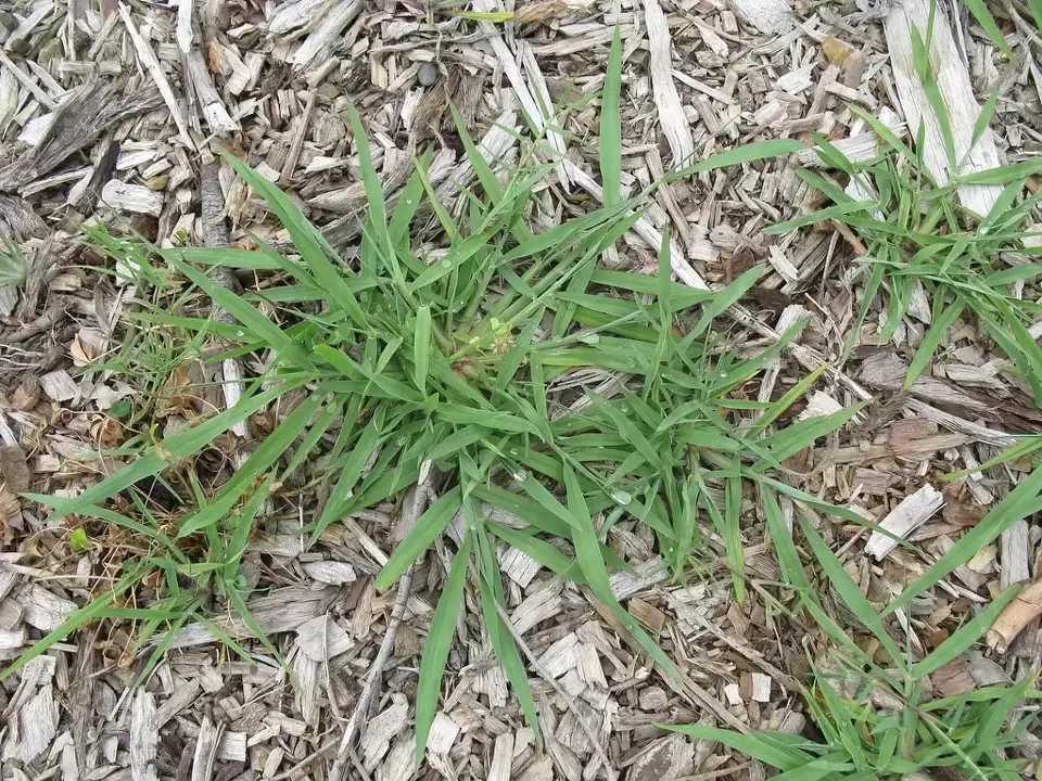 HOW TO REMOVE PASPALUM FROM YOUR LAWN
