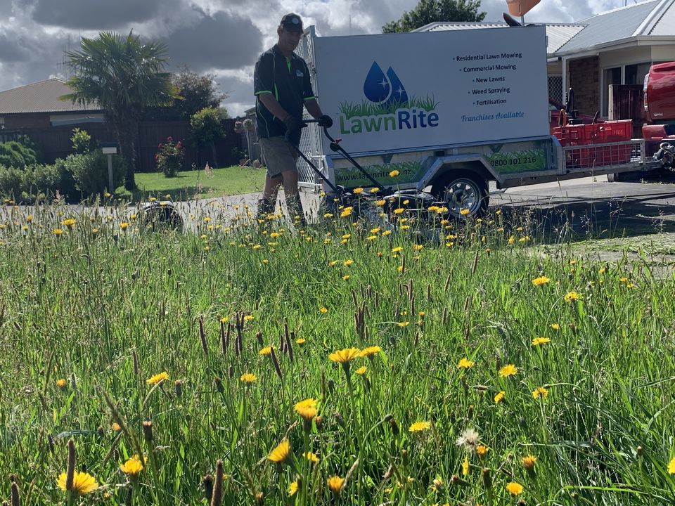 What’s Ruining Your Lawn? Common Issues in NZ Homes