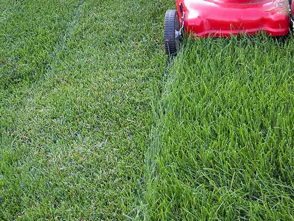 5 Essential Tips for Choosing the Perfect Lawn Mowing Company