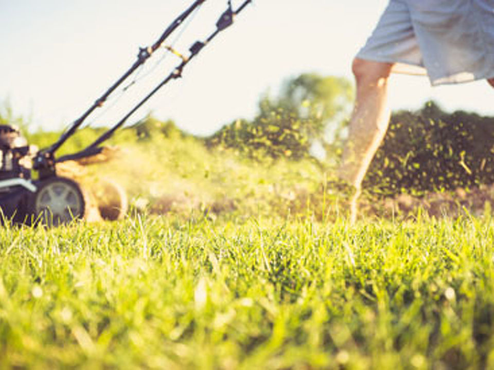 Ultimate Guide to Summer Lawn Care: Keeping Your Grass Green and Healthy